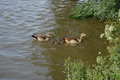 DSC_2501 (Large).JPG